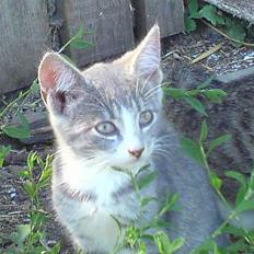 Blanding af racer Rakikki - Har killinger