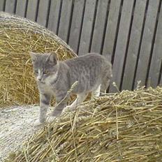 Blanding af racer Rakikki - Har killinger