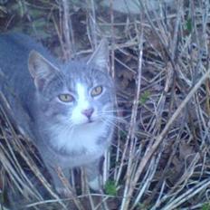 Blanding af racer Rakikki - Har killinger