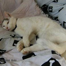 Blanding af racer Sleipnir