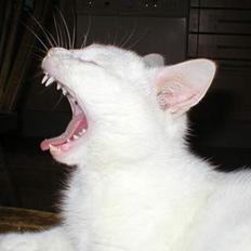 Blanding af racer Snebold *R.I.P.*