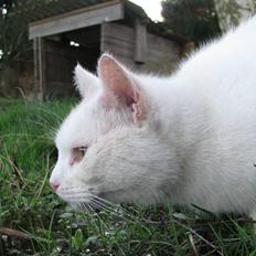 Blanding af racer Snebold *R.I.P.*