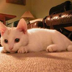 Blanding af racer Snebold *R.I.P.*