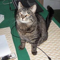 Blanding af racer TELLO (Donatello)  R.I.P.