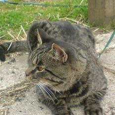 Blanding af racer TELLO (Donatello)  R.I.P.