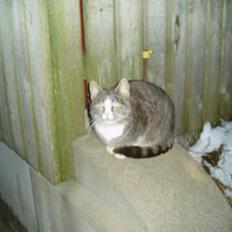 Blanding af racer Lille My 