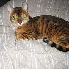 Bengal Sweet Nancy of Golden Haz