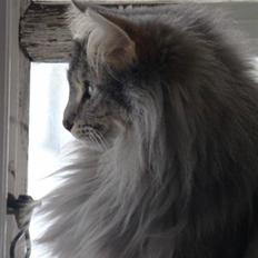 Norsk Skovkat Lindskjalv's Beila