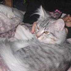 Norsk Skovkat Lindskjalv's Beila