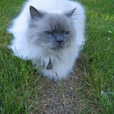 Blanding af racer Gismo