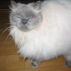 Blanding af racer Gismo