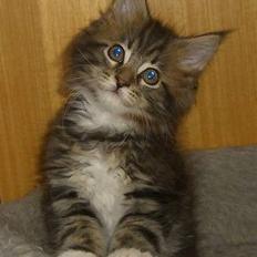 Maine Coon 'James Dean' aka Gangster