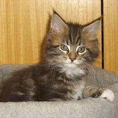 Maine Coon 'James Dean' aka Gangster