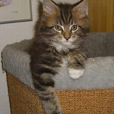 Maine Coon 'James Dean' aka Gangster