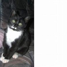 Blanding af racer Miv (solgt)