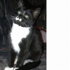 Blanding af racer Miv (solgt)