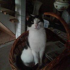 Huskat Basse RIP 2014