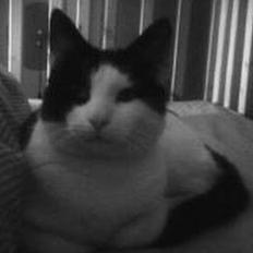 Huskat Basse RIP 2014