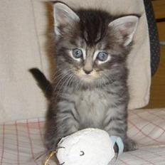 Maine Coon Pepz