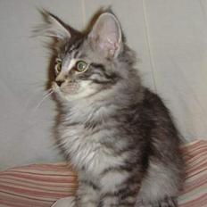 Maine Coon Pepz
