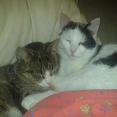 Reersø Spot RIP 2013