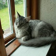 Blanding af racer Freya RIP