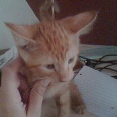 Blanding af racer Freya RIP