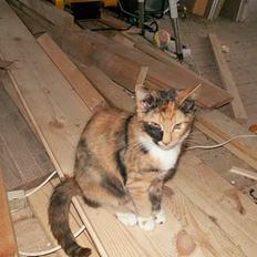 Blanding af racer Freya RIP