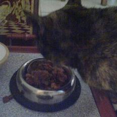 Huskat Mølle Pølle