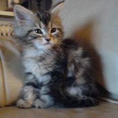 Maine Coon Markie