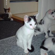 Huskat **Basse** [ himmelkat ]