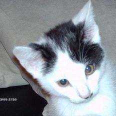 Huskat **Basse** [ himmelkat ]