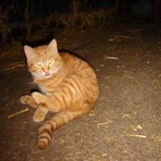 Blanding af racer tulle