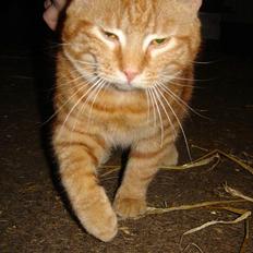 Blanding af racer tulle