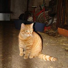 Blanding af racer tulle