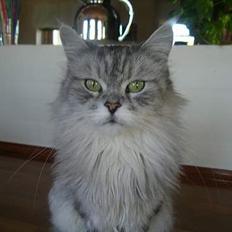 Maine Coon Kitty