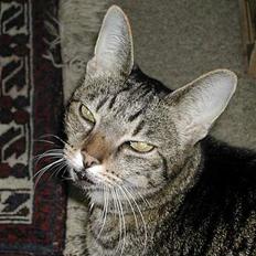 Blanding af racer Deanie