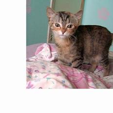 Blanding af racer swiffer