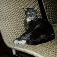 Blanding af racer Zachs