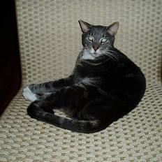 Blanding af racer Zachs