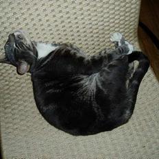 Blanding af racer Zachs