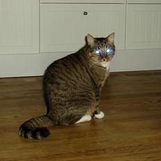 Blanding af racer Milton