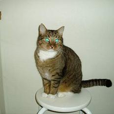 Blanding af racer Milton