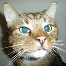 Blanding af racer Milton