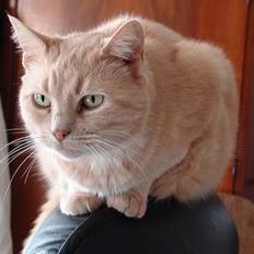 Huskat Chili  30/8 1990-18/9-07