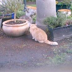 Huskat Chili  30/8 1990-18/9-07