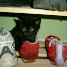 Blanding af racer Solo 