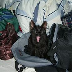 Blanding af racer Solo 