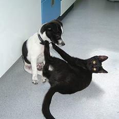 Blanding af racer Solo 