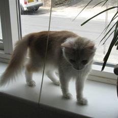 Norsk Skovkat RavneRocks Elinor